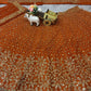 Launching 4 meter flared Butterfly Net Lehenga